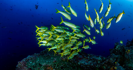 Obraz na płótnie Canvas School green fish swimming in blue ocean water tropical under water. Fishes in underwater wild animal world. Observation of wildlife Indian ocean. Scuba diving adventure in Maldives. Copy space