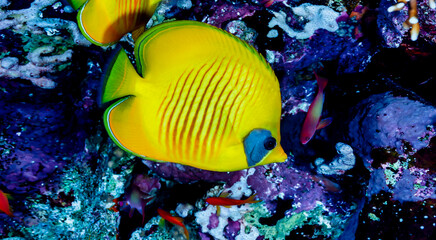 Naklejka na ściany i meble Yellow fish swimming in blue ocean water tropical under water. Scuba diving adventure in Maldives. Fishes in underwater wild animal world. Observation of wildlife Indian ocean. Copy text space