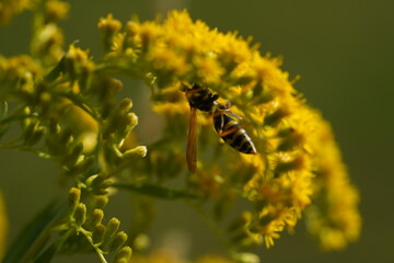 Abeille sur une fleur