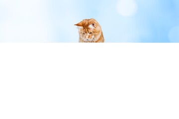 Cute young domestic behind a white card or wall