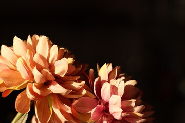 Closeup shot of couple of artificial dahlia flowers under sunlight or sunrays
