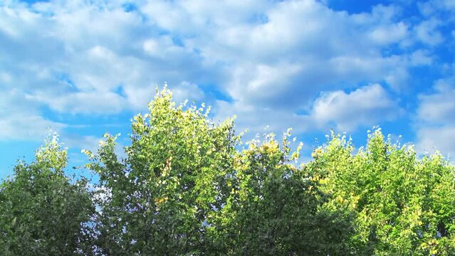Cumulus clouds slowly move across the blue sky. Summer sky behind a forest with green trees.
