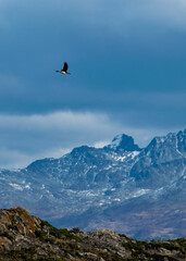 Fototapeta premium Bird flying over cloudy sky, tierra del fuego, argentina