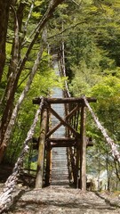 bridge in the forest