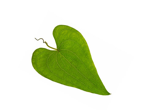 A heart-shaped leaf of Mediterranean sarsaparilla (Smilax aspera)