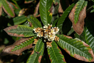 An orchard in the blossoming of the loquats fruit