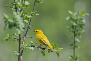 Obraz premium Yellow Warbler looking away at Montezuma National Wildlife Refuge