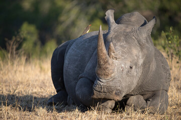 Rhinoceros (Ceratotherium simum) in savanna, Kruger National Park, South-Africa