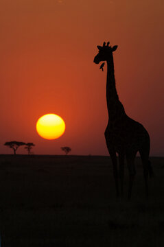 Silhouette of giraffe (Giraffa camelopardalis) at sunset, Serengeti National Park, Tanzania, East Africa