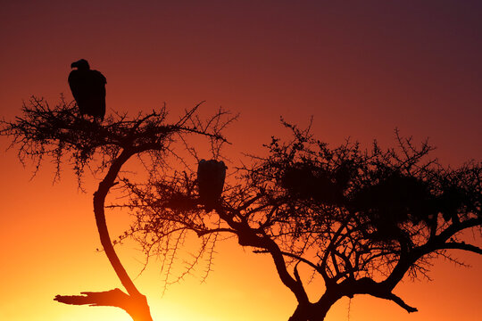 Griffon vulture (Gyps fulvus) in a tree at sunrise, Masai Mara Game Reserve, Kenya, East Africa
