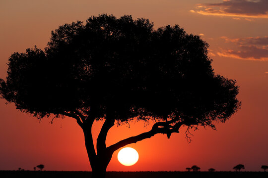 Acacia tree silhouette at sunset, Masai Mara National Park, Kenya, East Africa