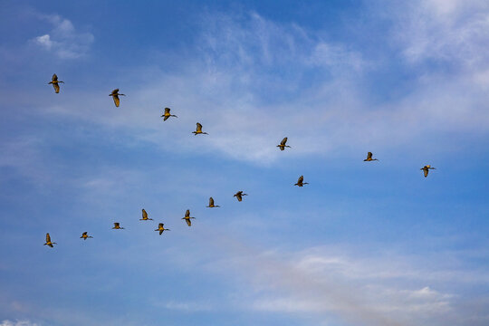 Birds flying over the Saloum river delta in Senegal