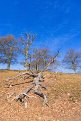 Dead tree on the ground by a hill with oak trees