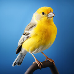 a realistic beautiful yellow and white canary on a blue background created with Generative Ai