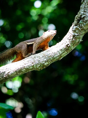 red squirrel climbing tree branch