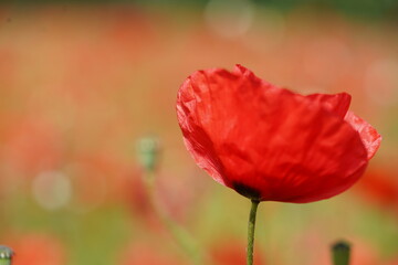 Gros plan sur une fleur de coquelicot