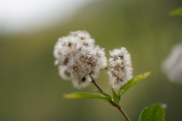 Dent-de-lion en fleur : graine duveteuse portée par le vent. Macro capturant la beauté de cette...