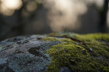 Nature riche : mousse, lichen, fleurs. Gros plan sur feuilles, textures vari&eacute;es. Saisons changeantes : automne, printemps, dans un jardin luxuriant.