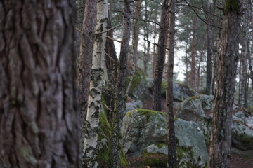 Obraz premium Une forêt verdoyante offre un paysage estival. Des arbres majestueux, tels que le bouleau et le pin, se dressent parmi les bois et les feuilles, créant un écosystème naturel.
