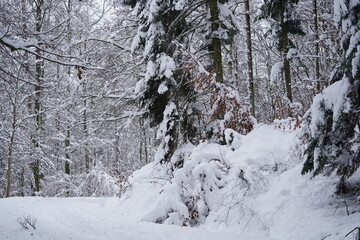 Une for&ecirc;t d'hiver s'&eacute;tend sous un ciel bleu cristallin, chaque branche d'arbre recouverte d'un manteau blanc de neige &eacute;tincelante. Les sapins majestueux, fig&eacute;s dans le froid, cr&eacute;ent un paysage montagn