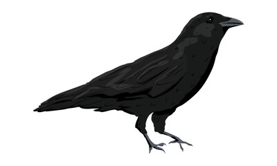 Black raven. Wild birds of nature and cities. realistic vector animal