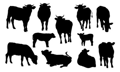Set of silhouettes Domestic cows and calves in different poses. Bulls, cows and calves stand, eat and lie down. Farm realistic vector animals