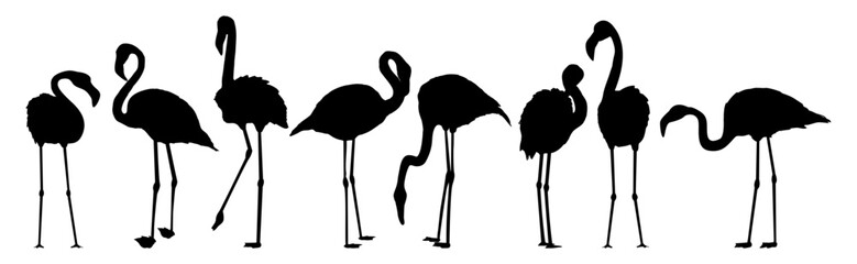 Set of silhouettes of red american flamingos in different poses. Phoenicopterus ruber or Caribbean flamingo.Realistic animal. - obrazy, fototapety, plakaty