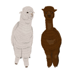 Pair of alpacas. Realistic vector animal