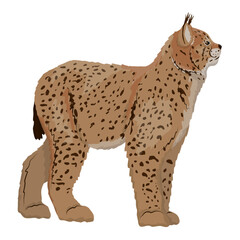 Eurasian Lynx. Big wild cats. Animals of Europe, Asia and America. vector illustration