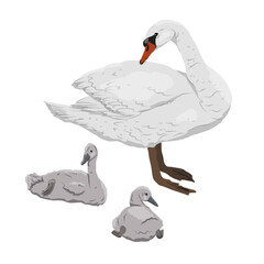 White mute swan with two chicks. Realistic vector wild birds