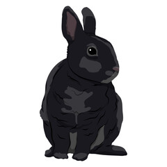 Cute black rabbit. Realistic vector animal