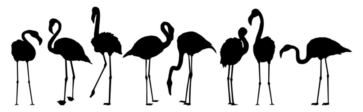Set of silhouettes of red american flamingos in different poses. Phoenicopterus ruber or Caribbean flamingo.Realistic animal.