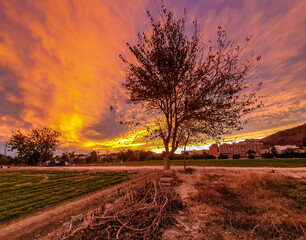 Vega Baja del Segura - Atardecer en la huerta de Orihuela