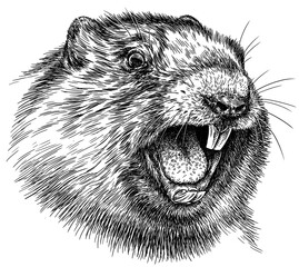 Vintage engraving isolated marmot set illustration groundhog ink sketch. Woodchuck background silhouette art. Black and white hand drawn image © Turaev