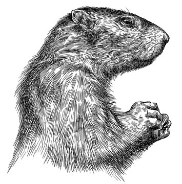 Vintage engraving isolated marmot set illustration groundhog ink sketch. Woodchuck background silhouette art. Black and white hand drawn image