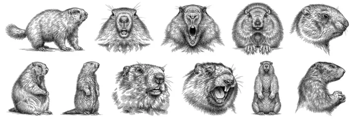 Foto op Plexiglas Vintage engraving isolated marmot set illustration groundhog ink sketch. Woodchuck background silhouette art. Black and white hand drawn image © Turaev