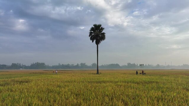 A solitary palm tree stands tall and proud amidst a huge paddy field, clouds are moving and the birds are chirping