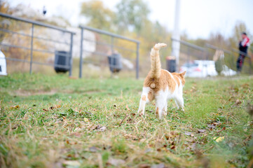 Back view of the red cat walking outdoor. Selective focus on the cat's balls.