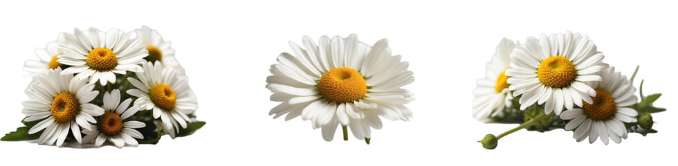 A white chamomile in PNG format or on a transparent background. Decoration and summer design element for a project, banner, postcard, business. Beautiful flower.