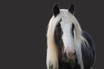 Black and white Irish cob horse with long white manes on black background. Low-key portrait - obrazy, fototapety, plakaty