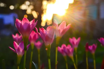 Foto op Plexiglas pink lotus flower © Afi