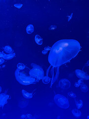 White jellyfish in blue water. An underwater background of jellyfish in the sea. 
