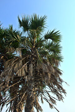 Low angle view of tall, and lush green Hyphaene thebaica, also known as Hoka or Hokka tree, a type of palm tree found in Diu, Daman and Diu, India
