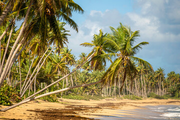 Fototapeta na wymiar Beautiful large wild tropical beach with hanging palm trees over the sand. The best untouched wildlife lands on the planet Earth