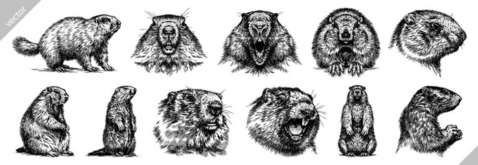 Vintage engraving isolated marmot set illustration groundhog ink sketch. Woodchuck background silhouette art. Black and white hand drawn vector image - 694906836
