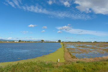 Calm rural landscape with a flooded field under a blue sky with fluffy clouds, ebro delta, tarragona, catalonia, spain