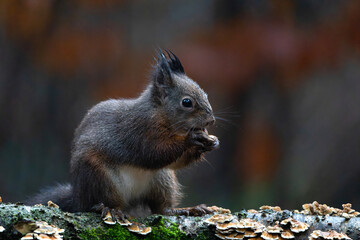 Eurasian red squirrel (Sciurus vulgaris) searching for food in the winter in the forest in the South of the Netherlands.