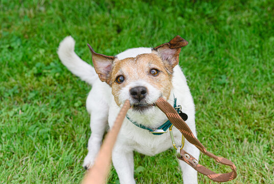 At dog walking training session dog biting and pulling leash 