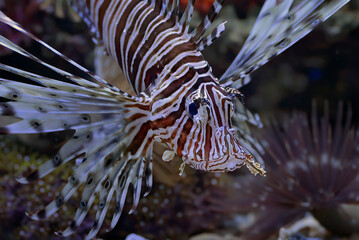 The lionfish shows off its sharp spines