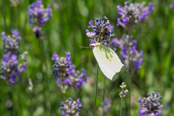 Common brimstone butterfly (Gonepteryx rhamni) sitting on lavender in Zurich, Switzerland